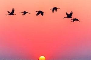 parinde ab bhi par tole hue hai