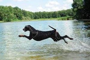 aaj kuch baat hai jo zidd pe ade hai kutte