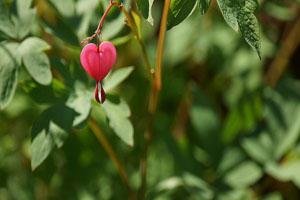 hamare dil pe zakhmo ka jo bab likha hai